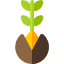 Germinação